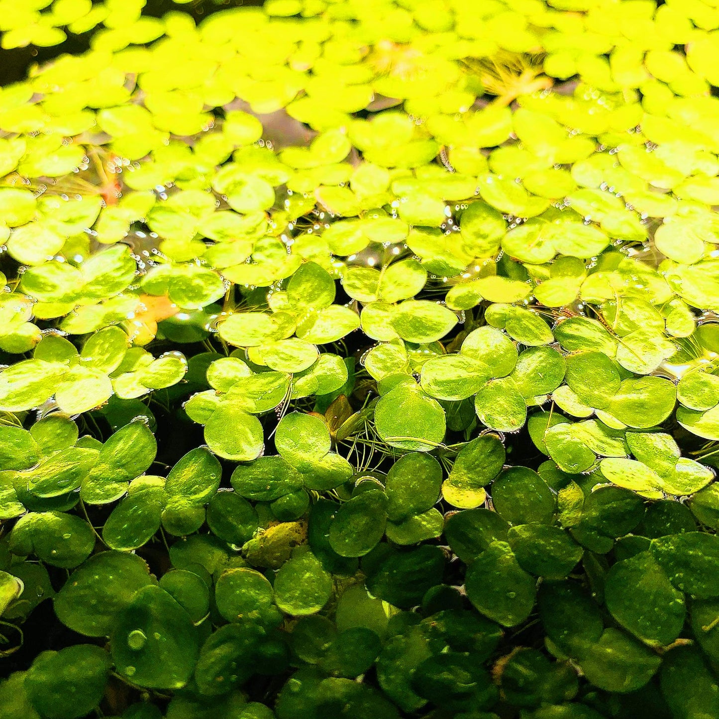 Combo: 4 Floating Plants Live Aquarium Plant.Easy For Beginners BUY 2 GET 1 FREE
