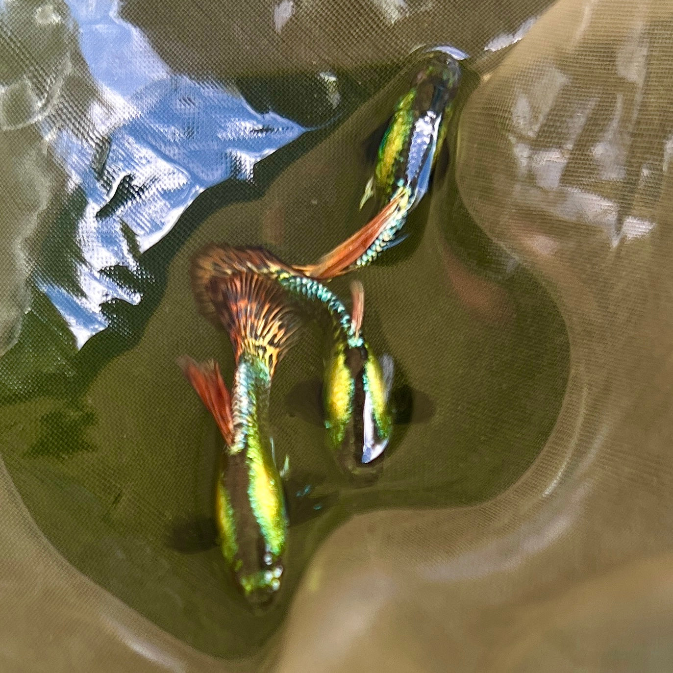 Red dragon bds guppy