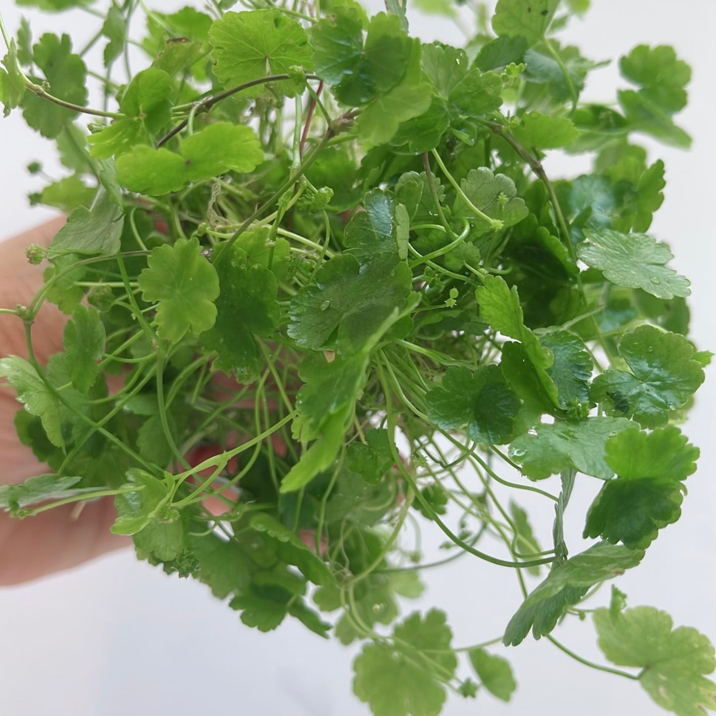 Easy For Beginner Live Aquarium Plant Bundle - 4 Kind Of Plants
