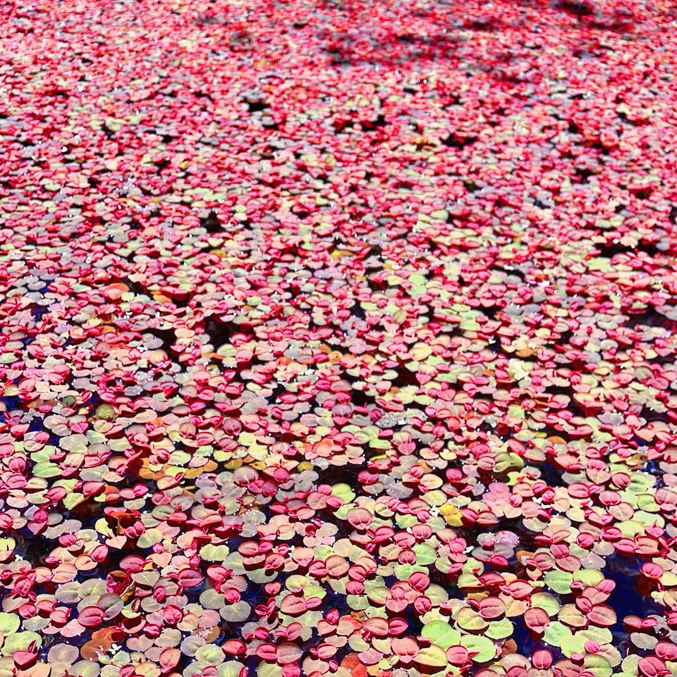 Combo:Red Root+Water Spangles +Giant Duckweed  Live Floating PlantBUY2GET 1 FREE