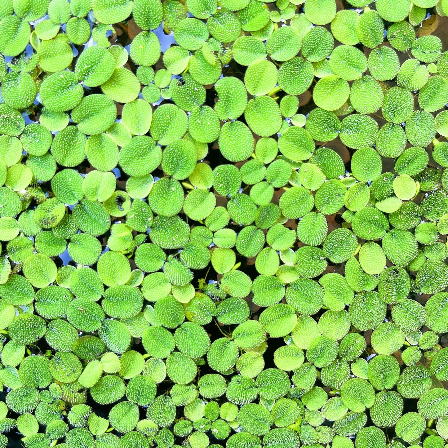 Combo:Red Root+Water Spangles +Giant Duckweed  Live Floating PlantBUY2GET 1 FREE