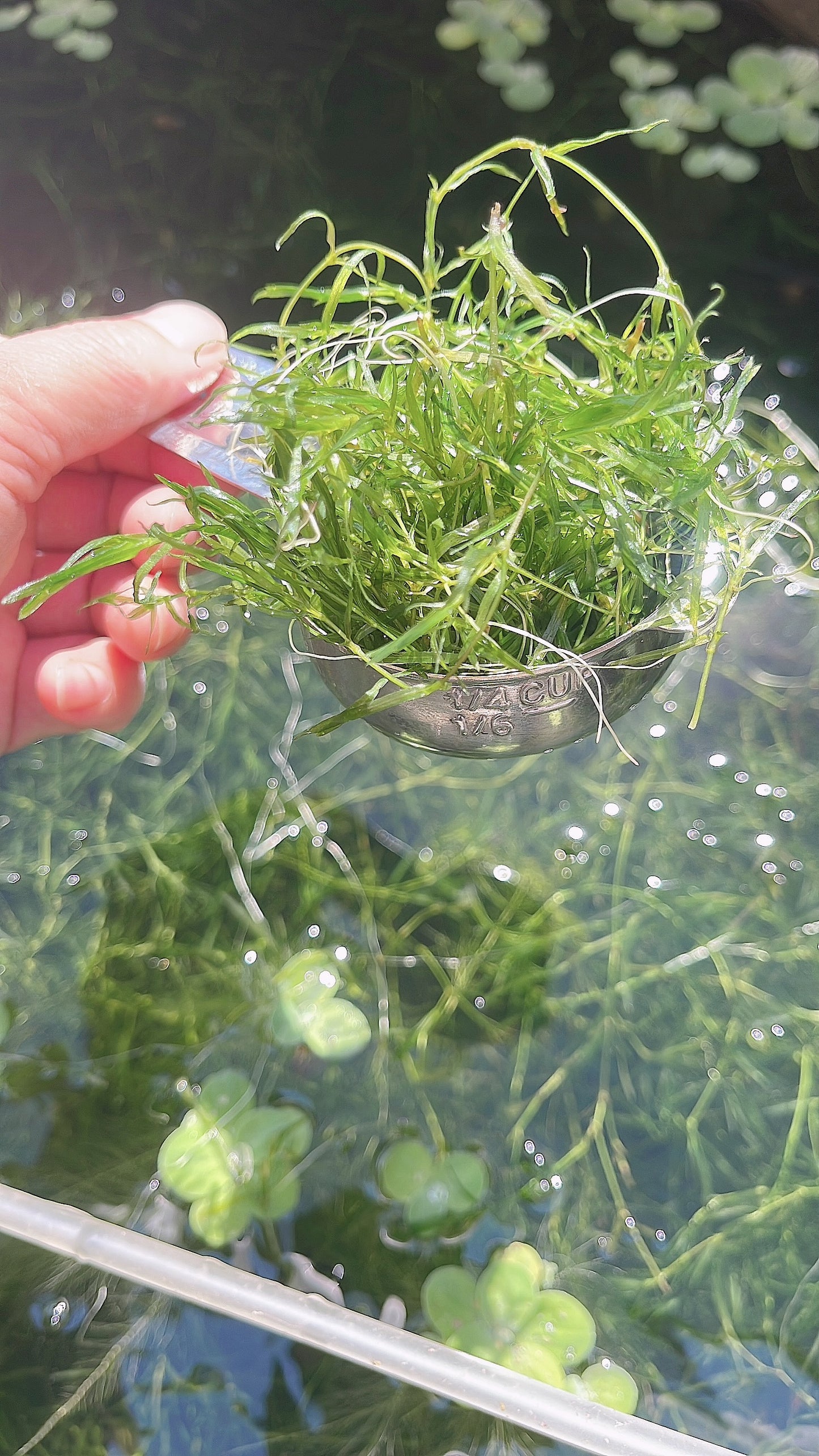 2 Ounce  Cup + Buy 2 Get 4 Free Guppy Grass Guadalupens Live Aquarium Plants