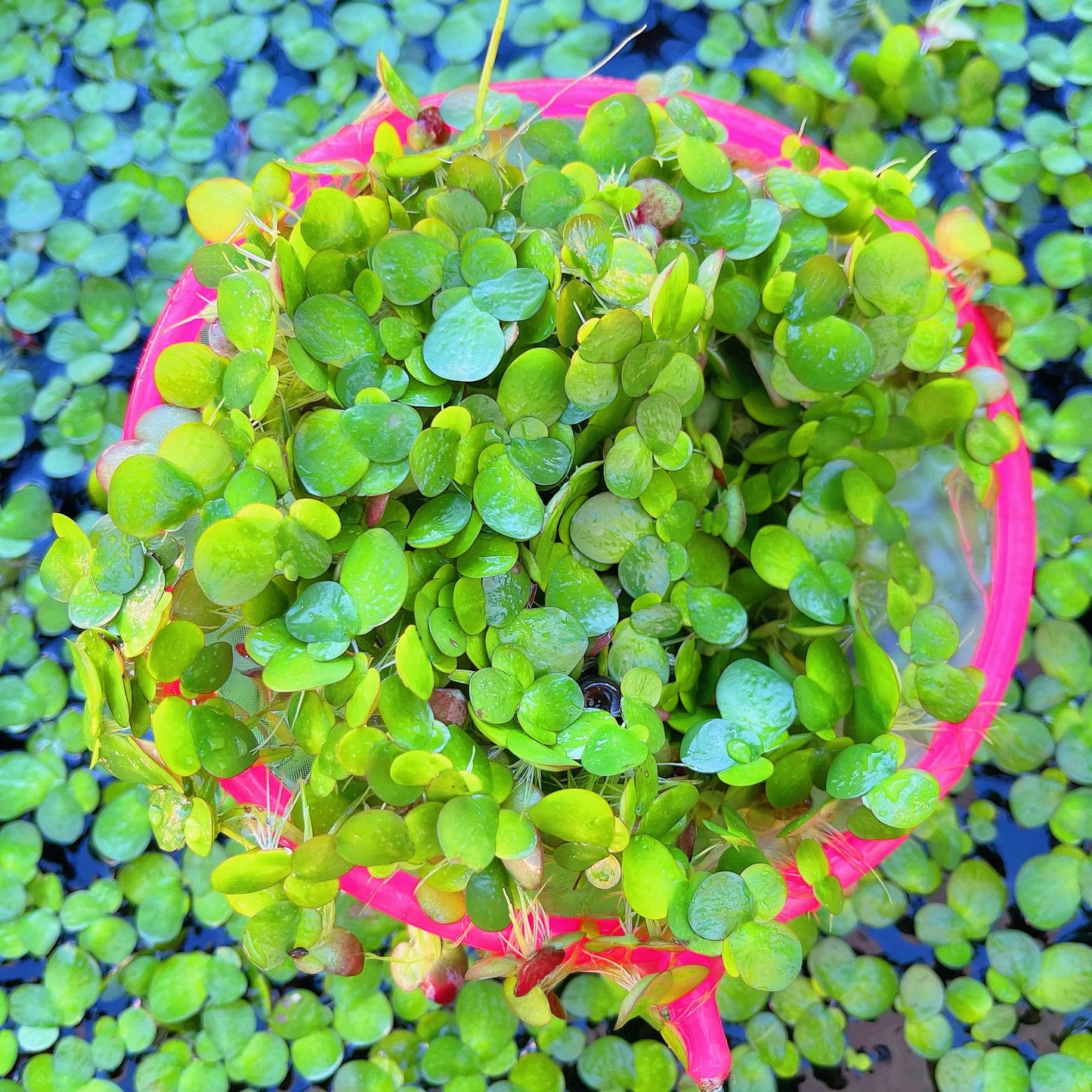 Combo:Red Root+Water Spangles +Giant Duckweed  Live Floating PlantBUY2GET 1 FREE