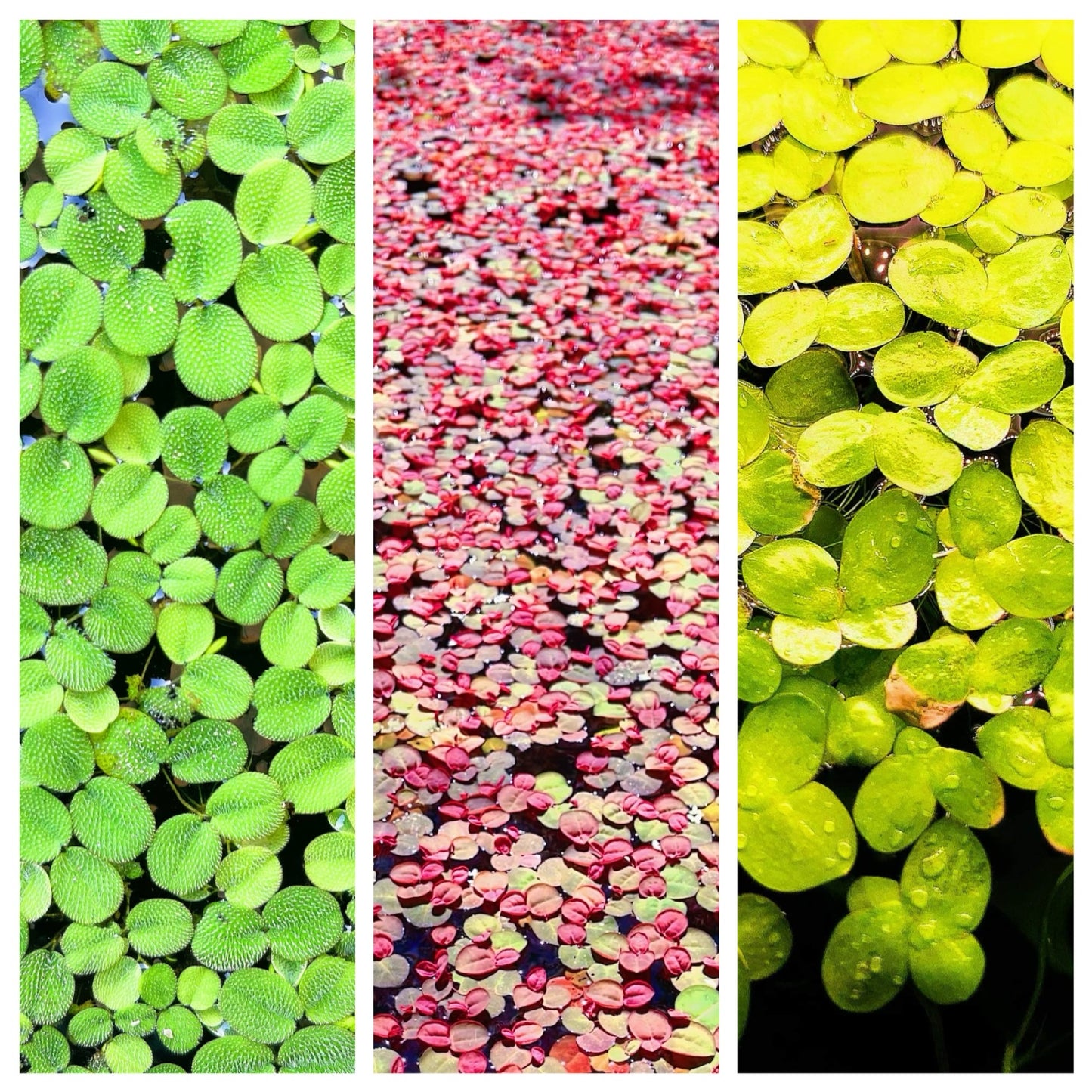 Combo:Red Root+Water Spangles +Giant Duckweed  Live Floating PlantBUY2GET 1 FREE