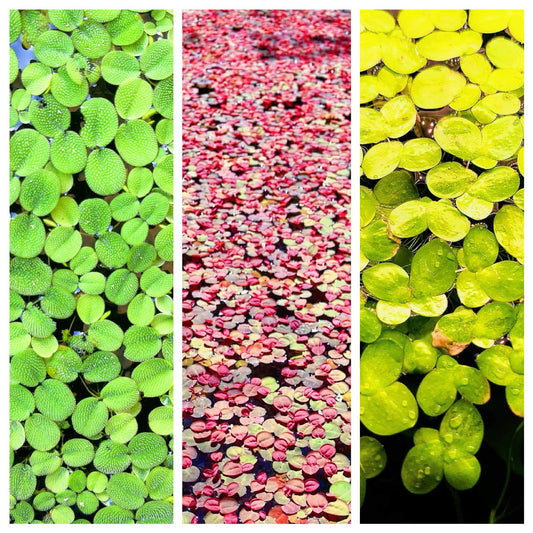 Combo:Red Root+Water Spangles +Giant Duckweed  Live Floating PlantBUY2GET 1 FREE
