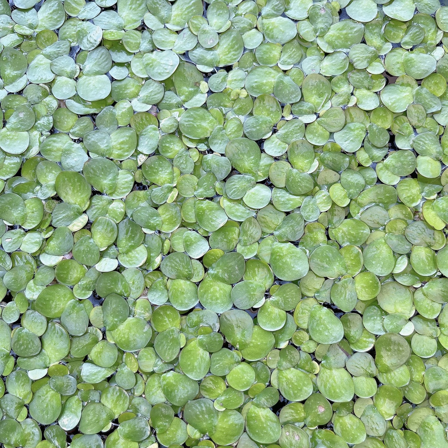 6 Different Species  Floating Plant Combo Mix Live Aquarium  Buy 2 Get 1 Free