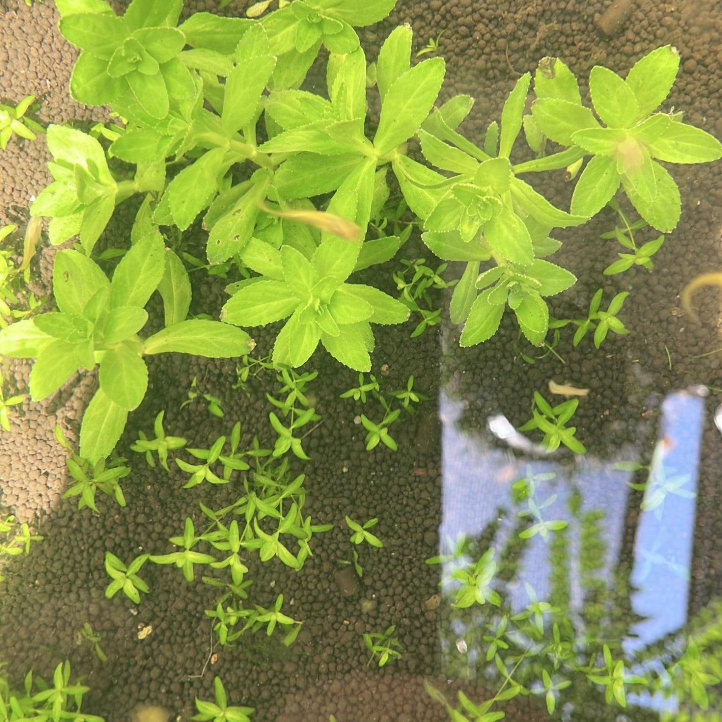Bundle 25+ Stems  6 Species Live Aquarium Plants Package BUY 2 GET 1 FREE