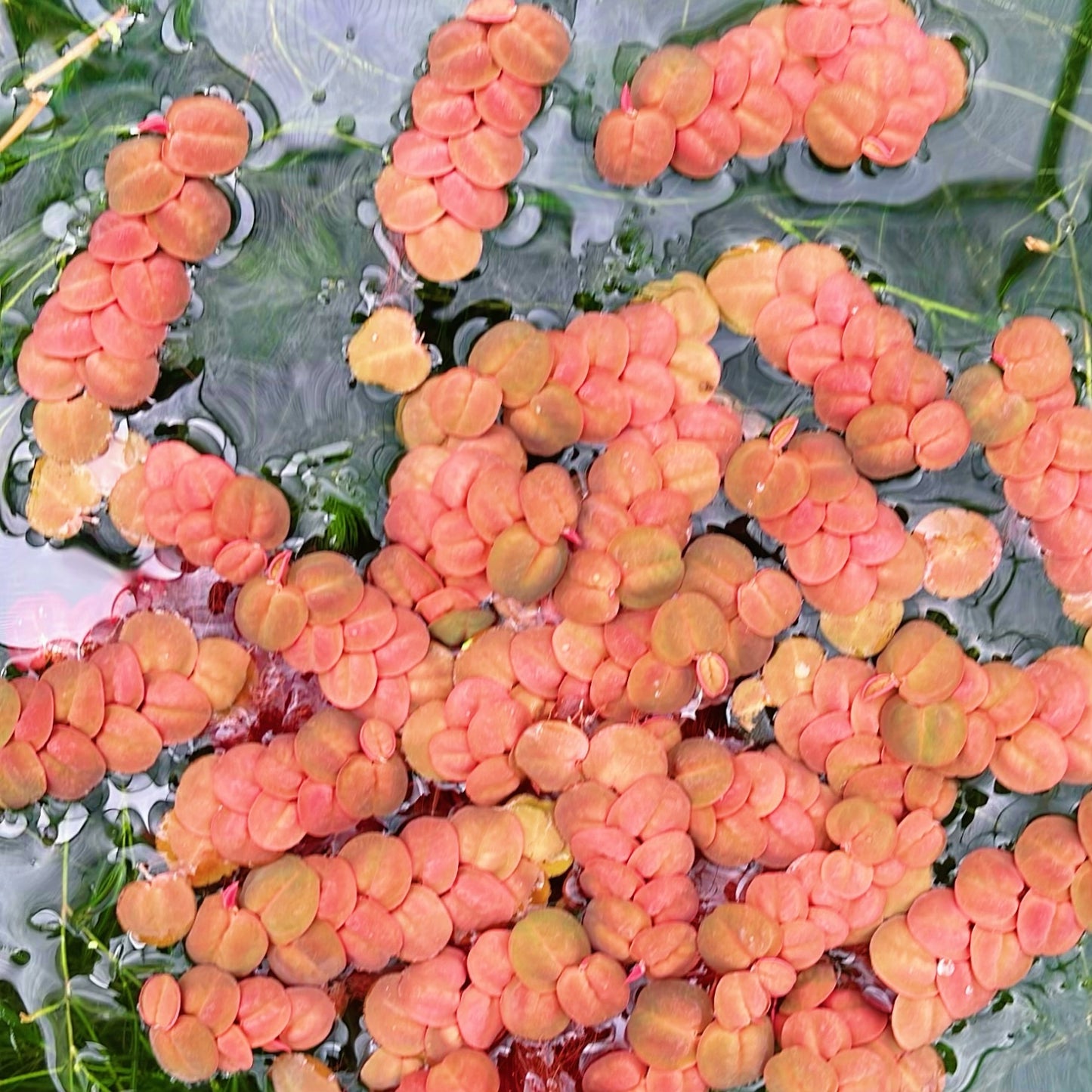 60+ Leaf Red Root Floaters Live  Aquarium Easy For Beginners