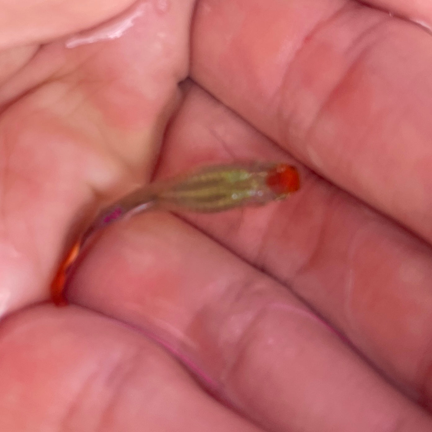Tuxedo red koi guppy