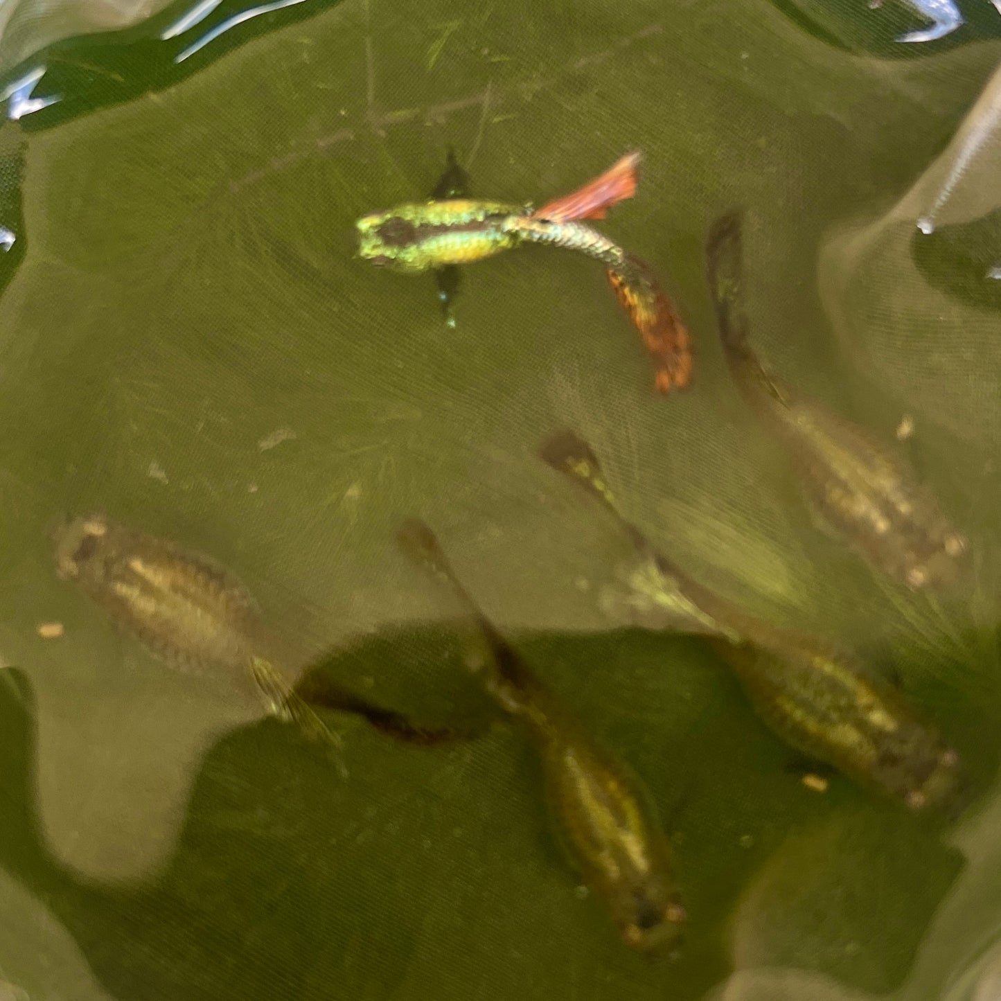 Red dragon bds guppy
