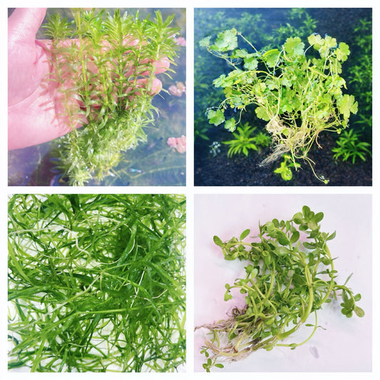 Combo  (4 Species Live Aquarium Plants ) buy 2 get 1 free
