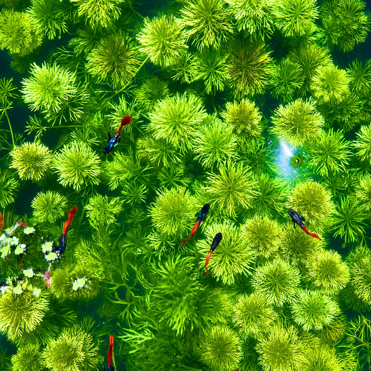 Combo: Ambulia + Guppy Grass+ Anacharis+  Pearl Weed Aquarium Plant BUY2GET1FREE
