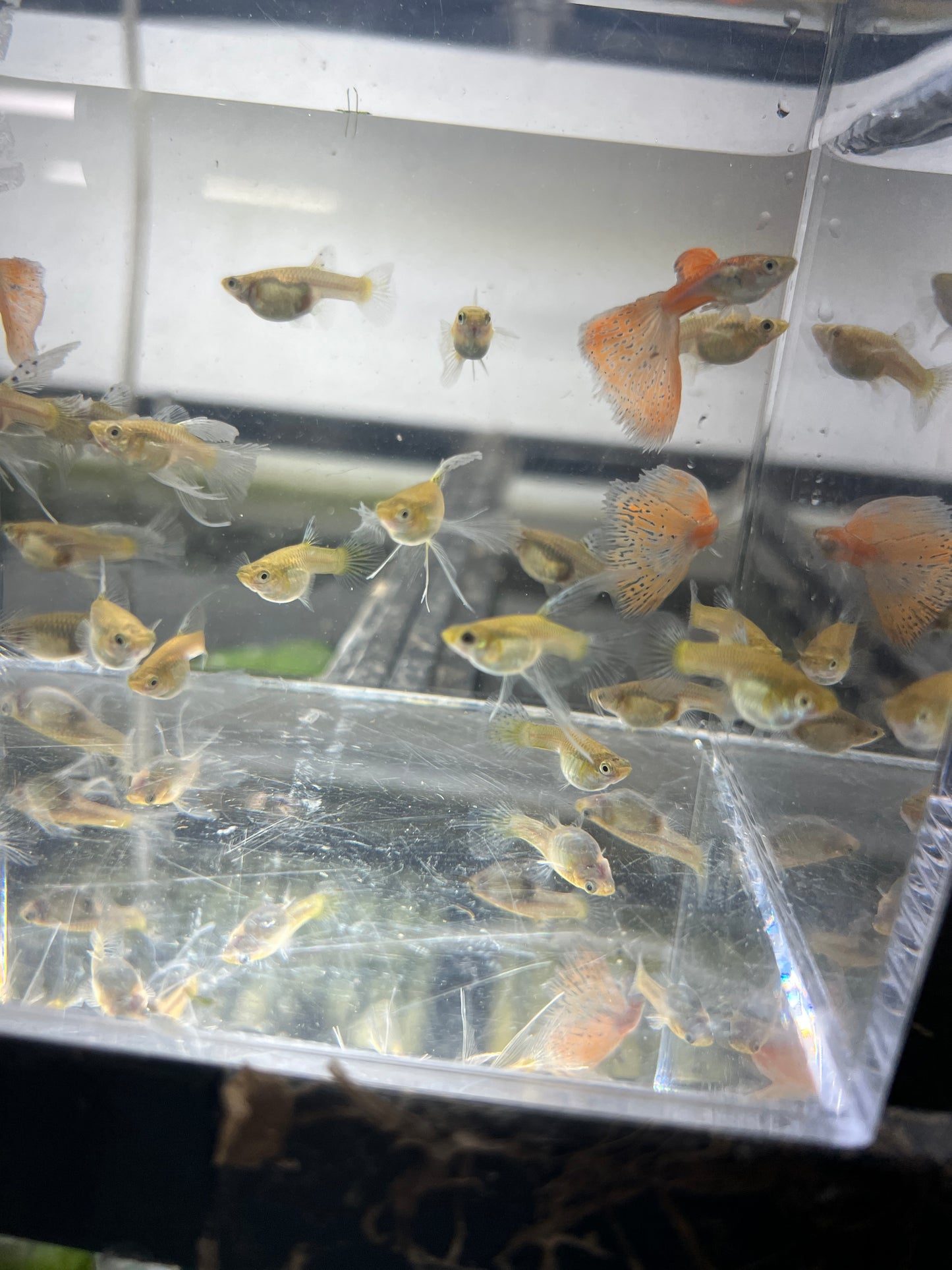 Blue red grass guppy