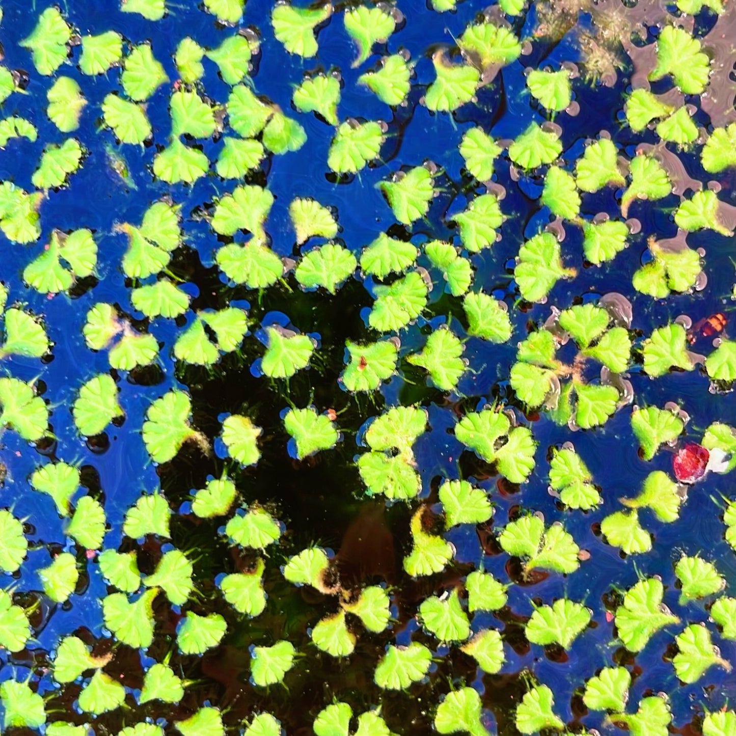 6 Different Species  Floating Plant Combo Mix Live Aquarium  Buy 2 Get 1 Free