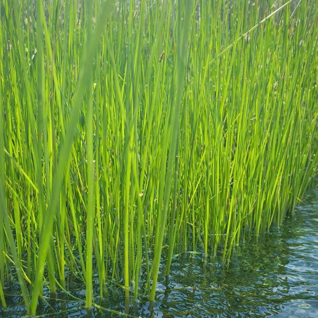6+ Plants   Eleocharis Vivipara Live Aquarium tank BUY 2 GET 2 FREE