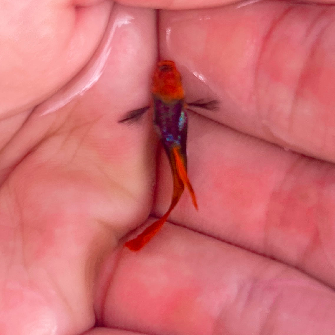Tuxedo red koi guppy