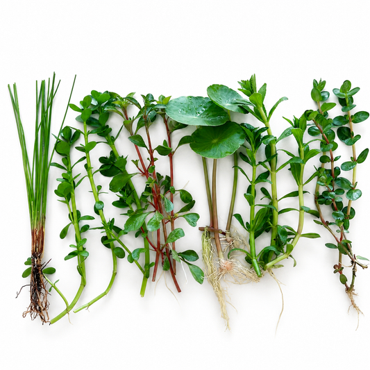 Bundle 25+ Stems  6 Species Live Aquarium Plants Package buy 2 get 1 free