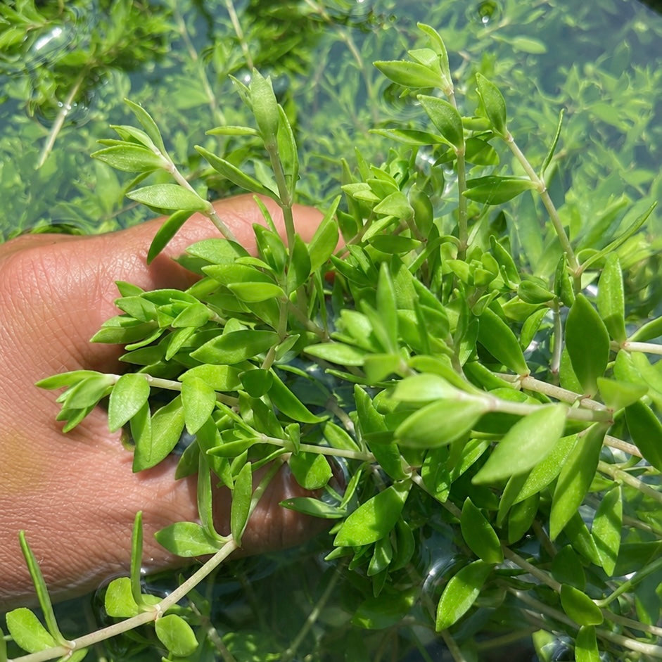8+ stems Gold Moss Stonecrop( Japan Bitter Herb) live aquarium plant