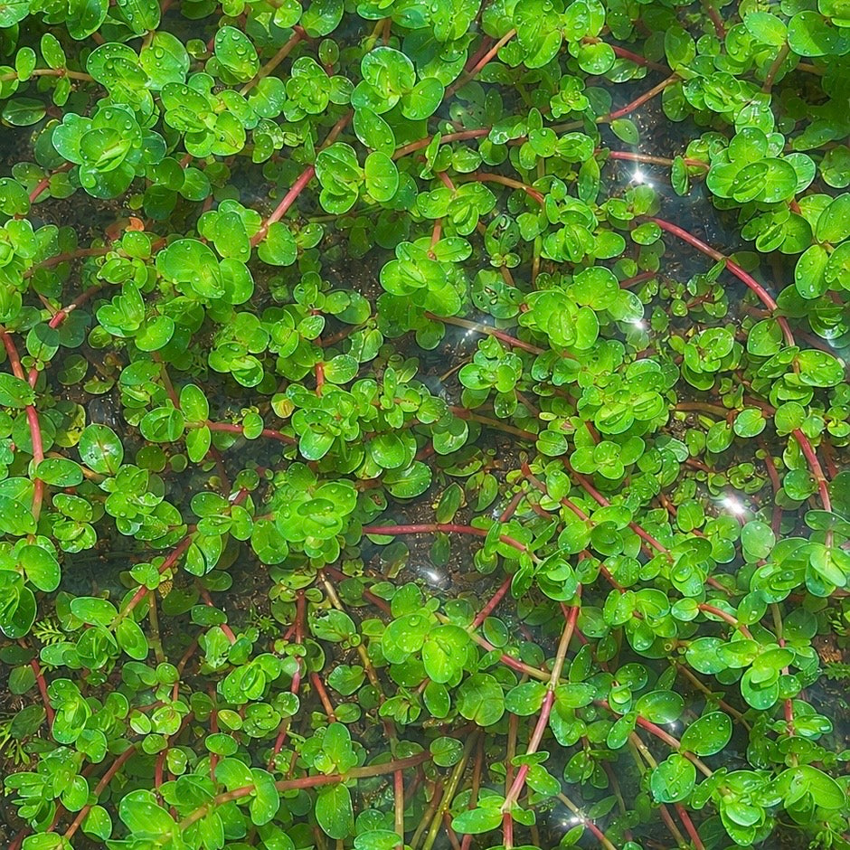 Combo :10 special live aquarium plant . Easy for beginners . BUY 2 GET 1 FREE