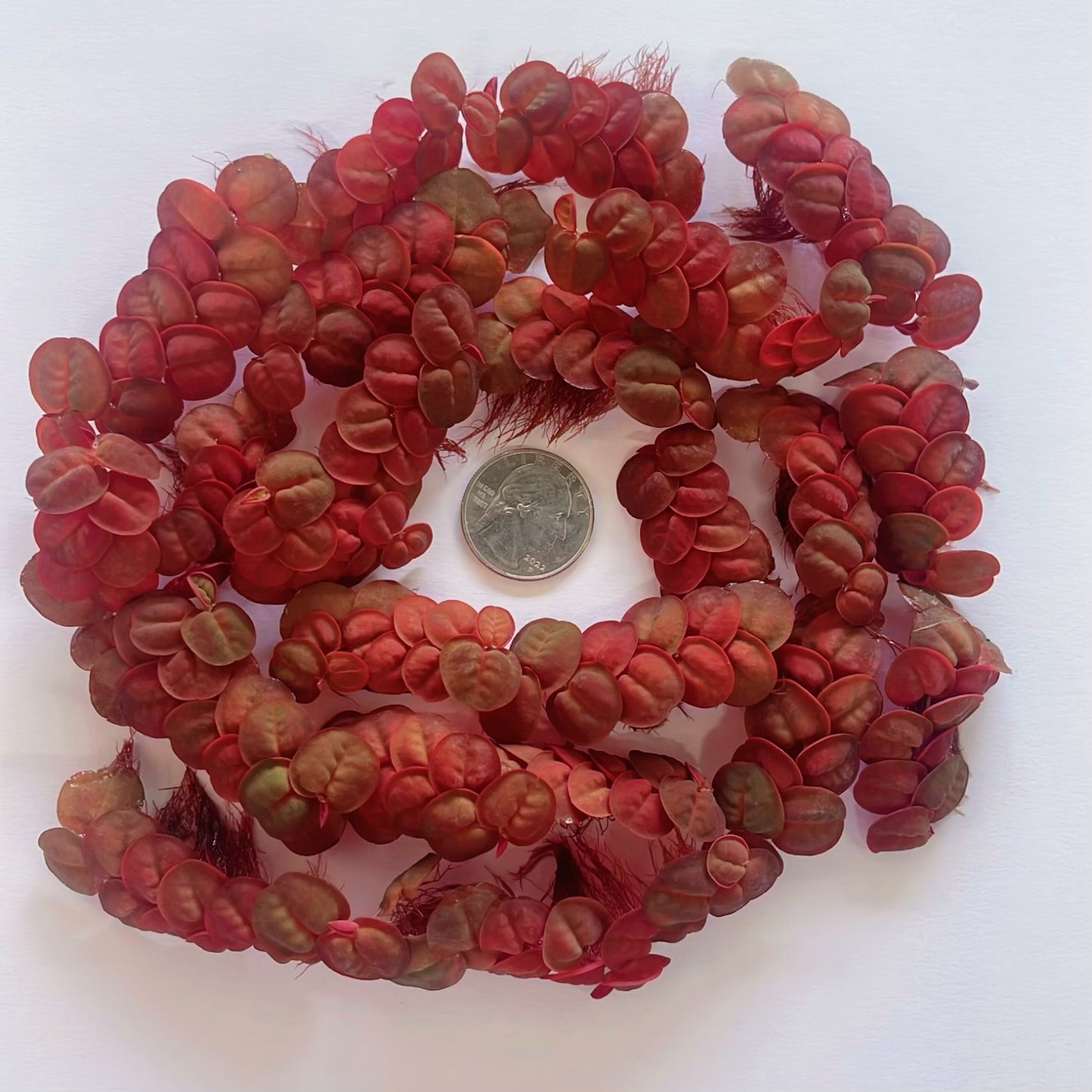 60+ Leaf Red Root Floaters Live  Aquarium Easy For Beginners