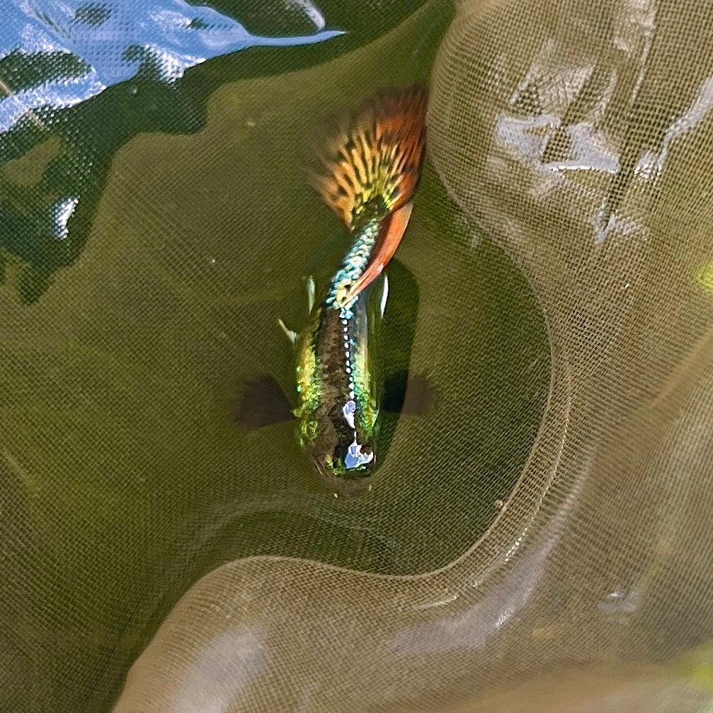 Red dragon bds guppy