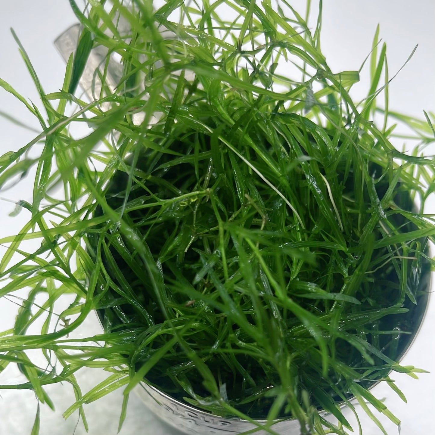 4-in-1 easy live aquarium plant ground cover plant bunch BUY 2 GET 1 FREE