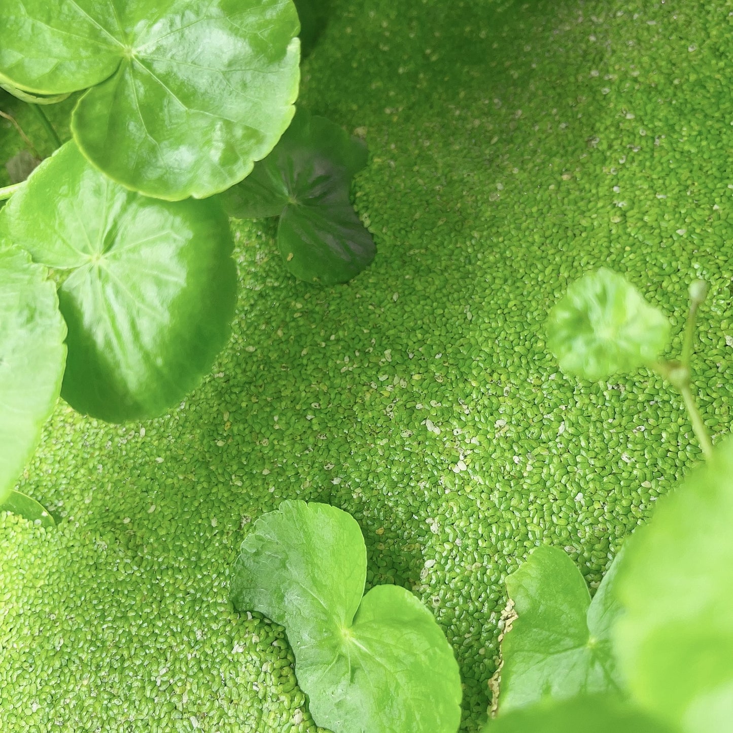 6 Different Species  Floating Plant Combo Mix Live Aquarium  Buy 2 Get 1 Free