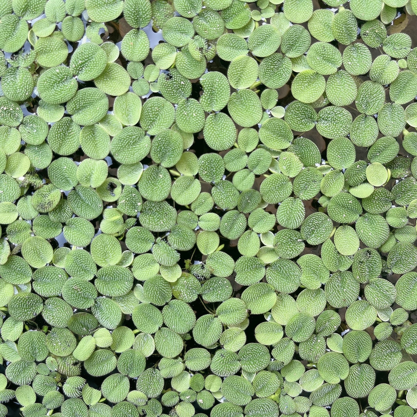100+ Leaf Water Spangles Salvinia Minima Live Aquarium Plant Buy 2 Get 1 Free