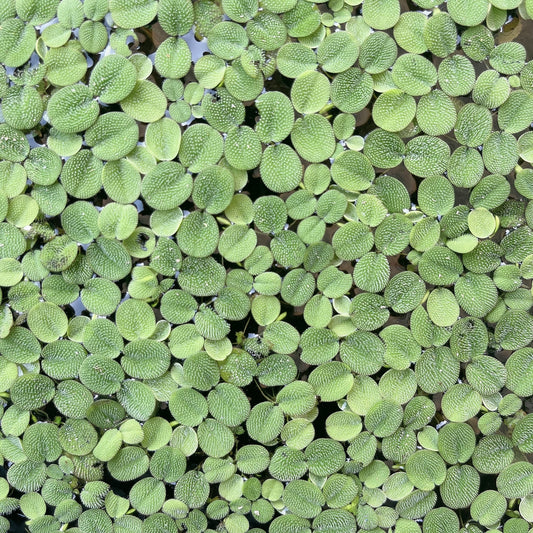 100+ Leaf Water Spangles Salvinia Minima Live Aquarium Plant Buy 2 Get 1 Free