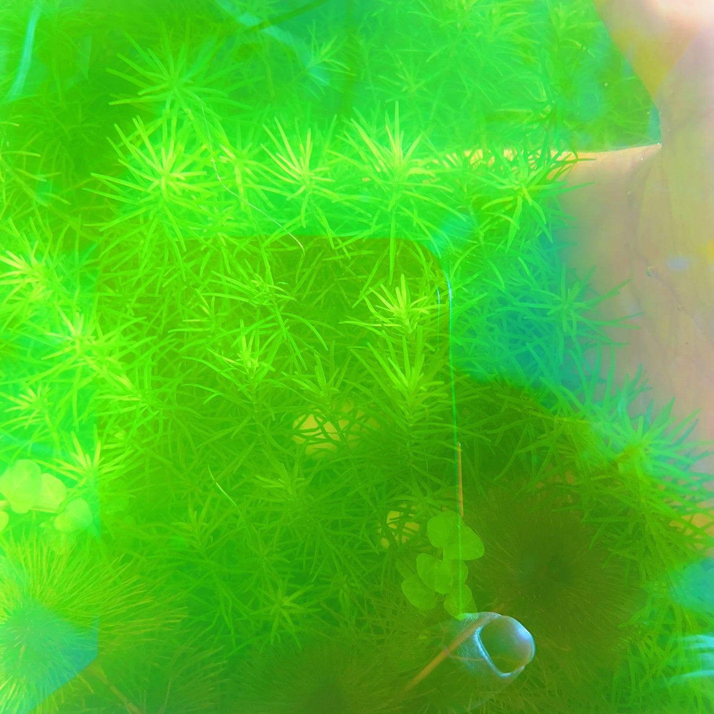 Rotala Nanjenshan Bundle – 8 Stems – Buy 2 Get 1 FREE Live Fresh  Aquarium Plant