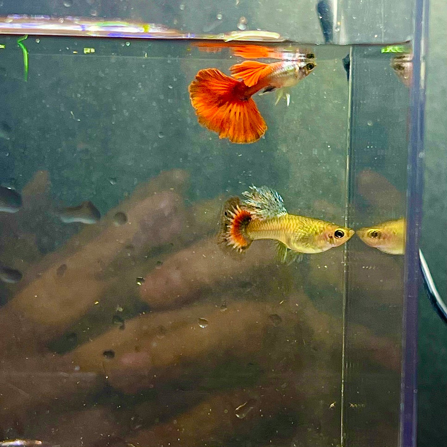 1 pair red tail guppy live fish