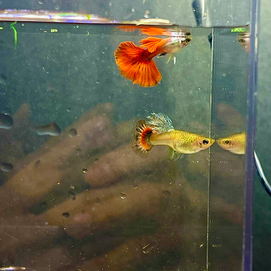 1 pair red tail guppy live fish
