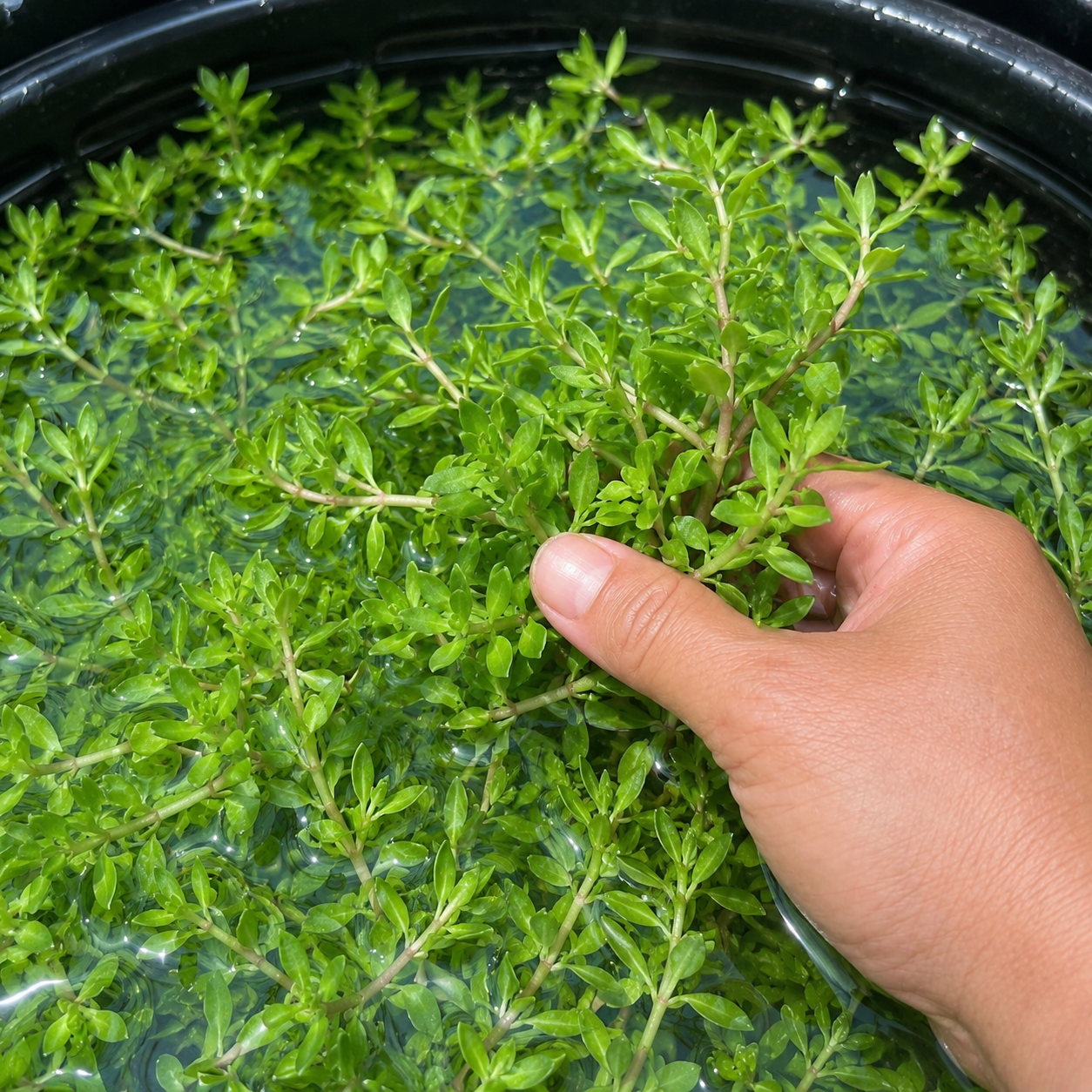 8+ stems Gold Moss Stonecrop( Japan Bitter Herb) live aquarium plant
