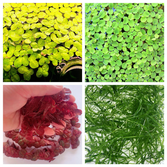 Combo: 4 Floating Plants Live Aquarium Plant.Easy For Beginners BUY 2 GET 1 FREE