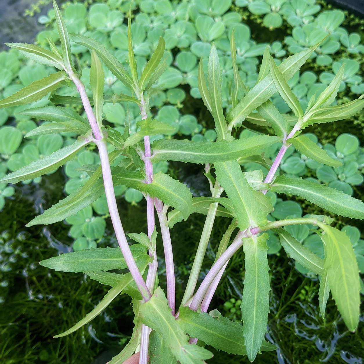 8+ Cutting Limnophila Hippuridoides(ngổ Trâu) Aquarium Plant – BUY 2GET 1 FREE