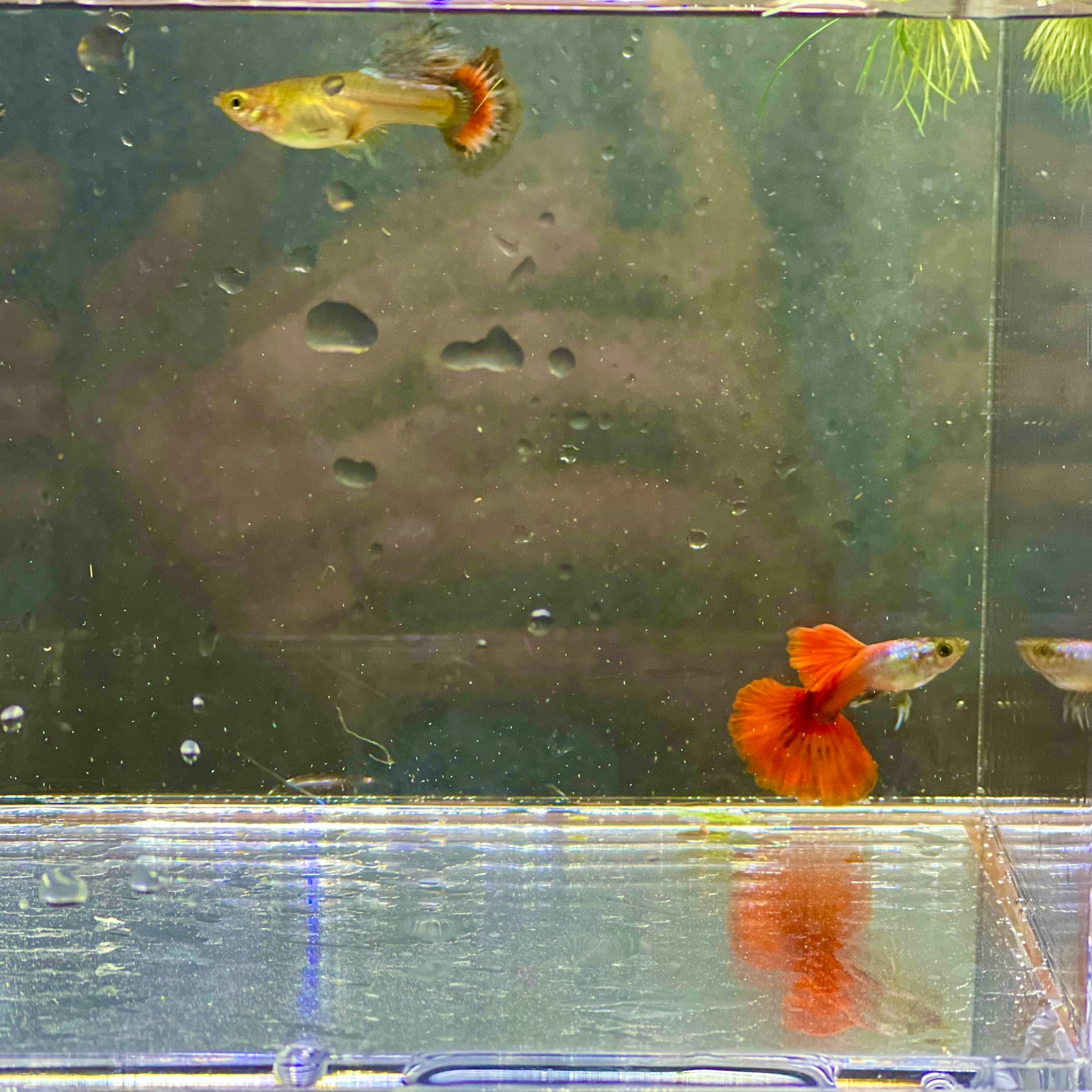 1 pair red tail guppy live fish