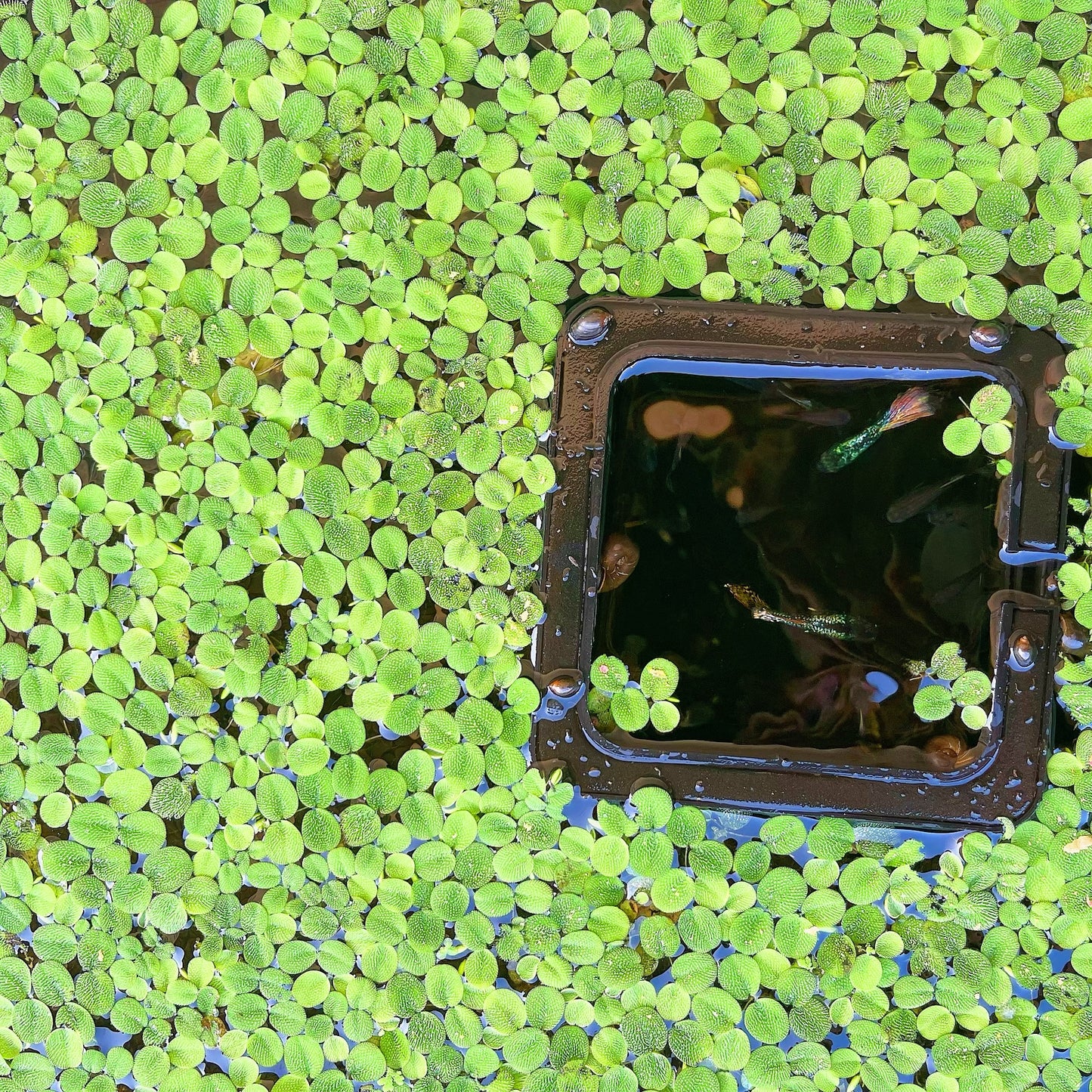 Combo:Red Root+Water Spangles +Giant Duckweed  Live Floating PlantBUY2GET 1 FREE