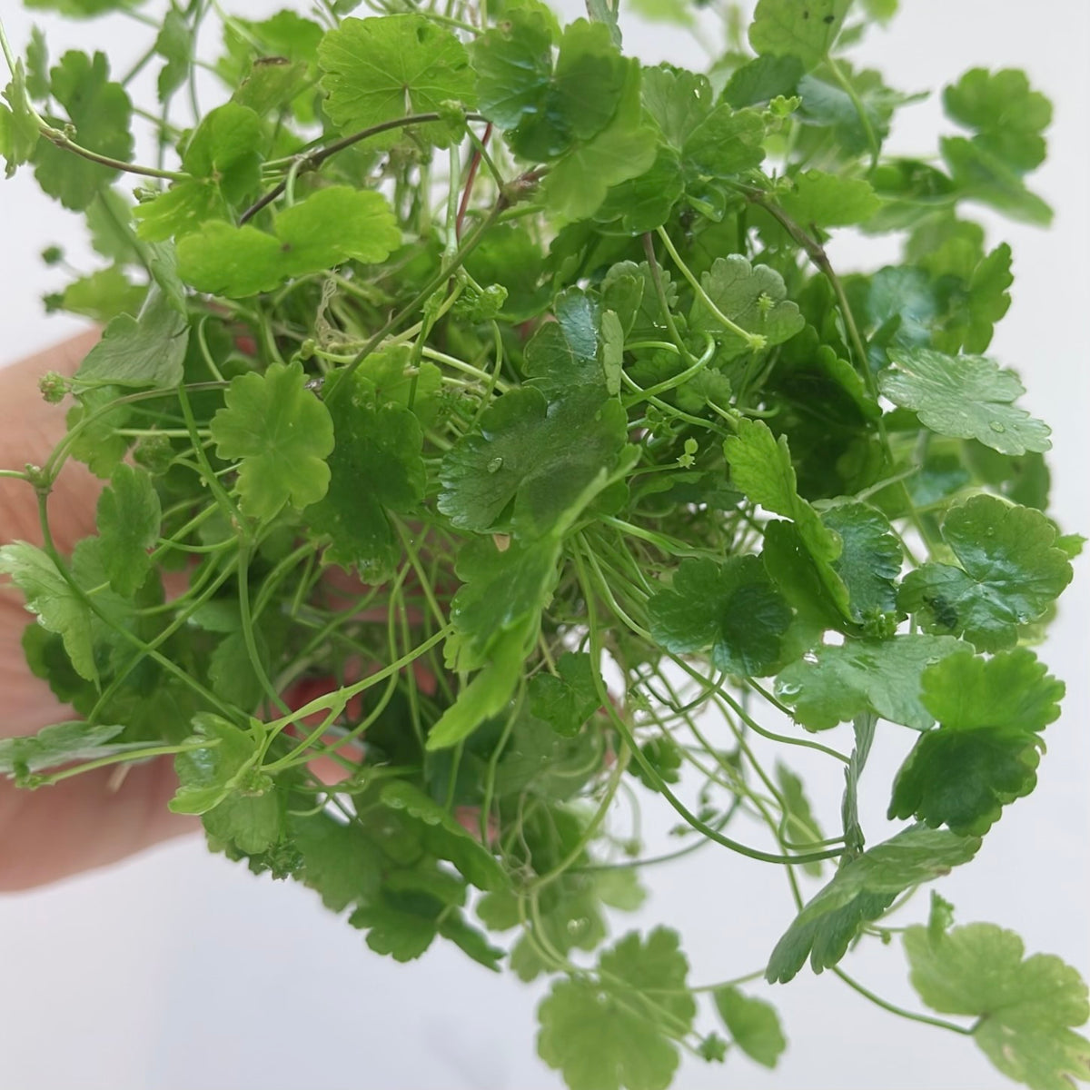 15+ Stems Hydrocotyle Tripartita buy 2 get 1 free