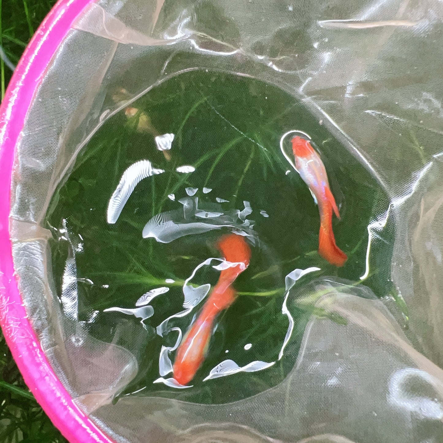 Wild koi guppy