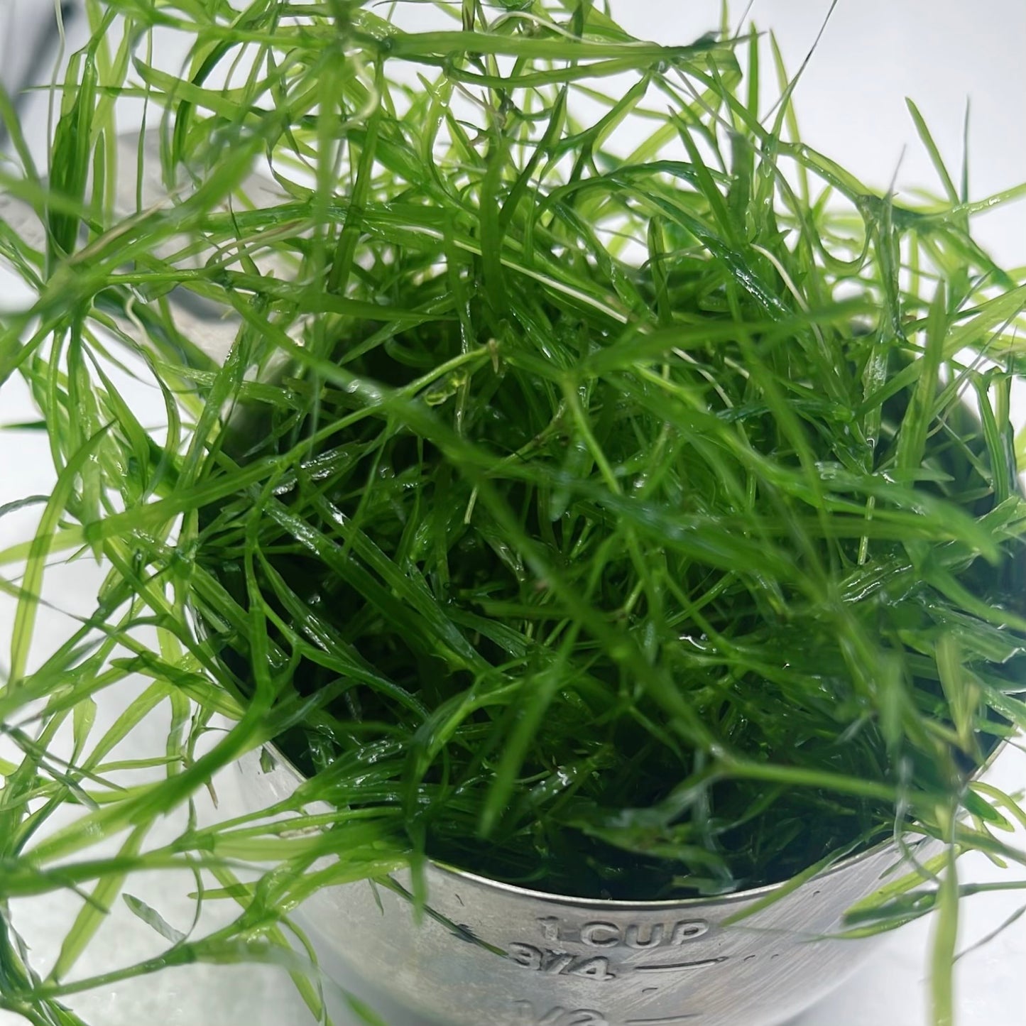 1 Cup Guppy Grass - Najas Guadelupensis - Aquarium Plant - Buy 2 Get 1 Free!
