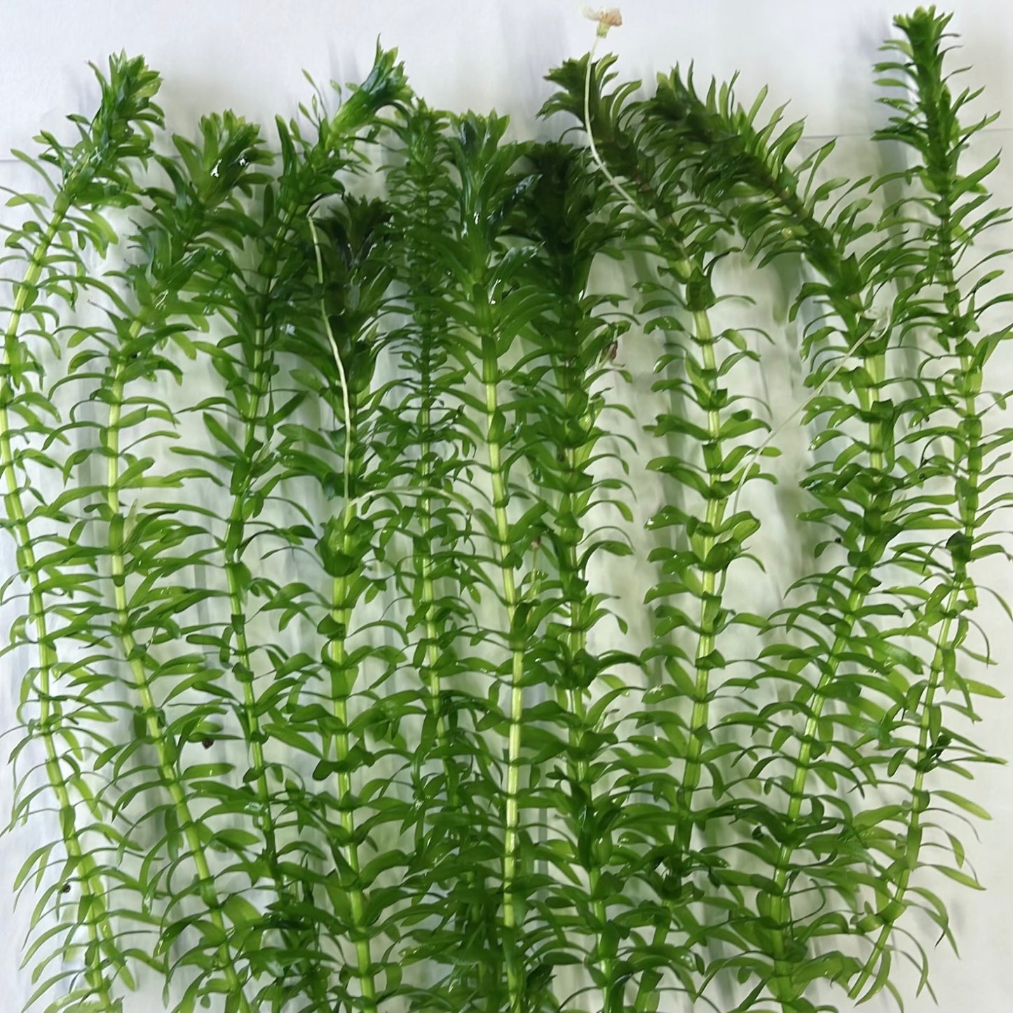 BUY 2 GET 1 Anacharis + Hornwort+ Guppy Grass Bundle Aquarium Plants