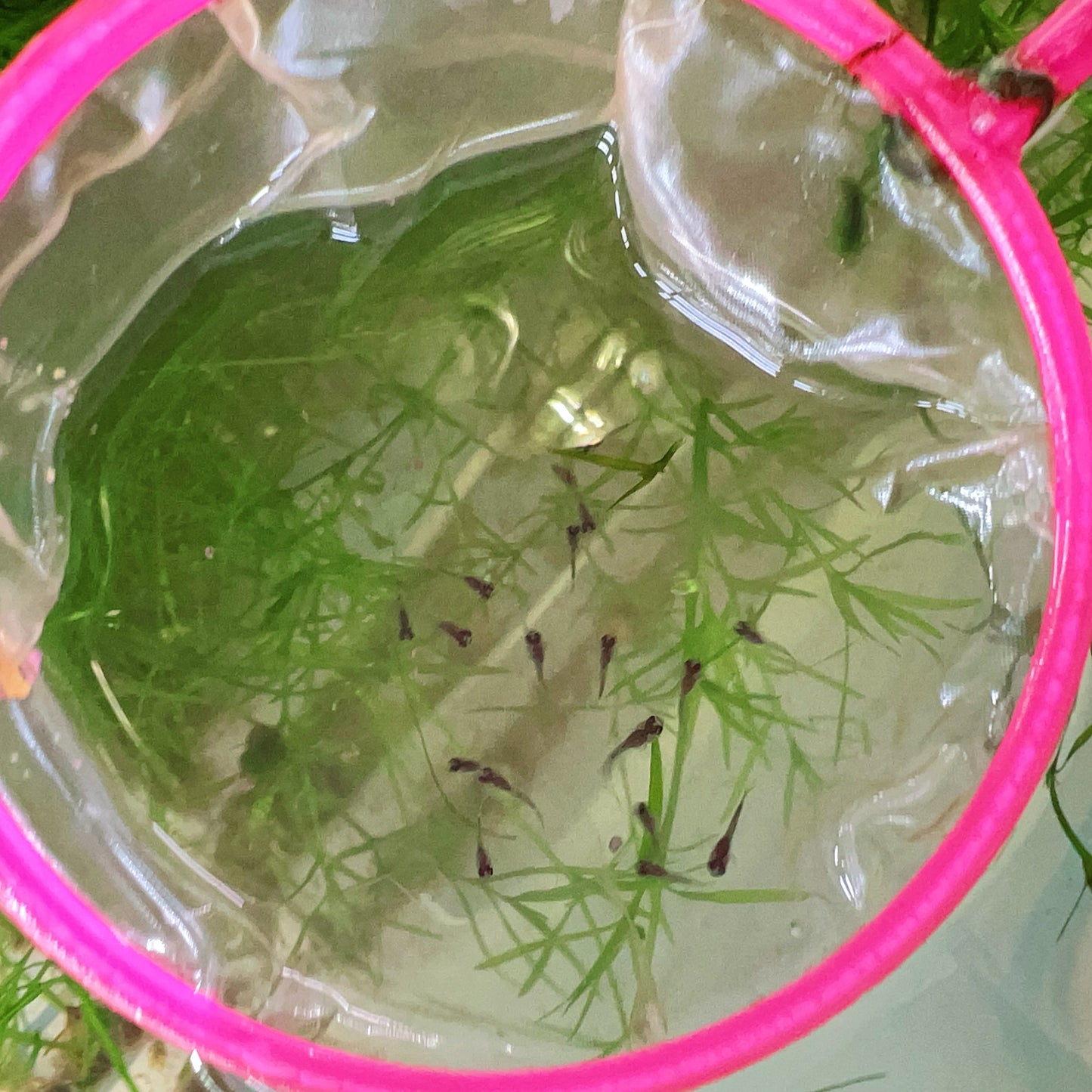 Galaxy blue tail guppy