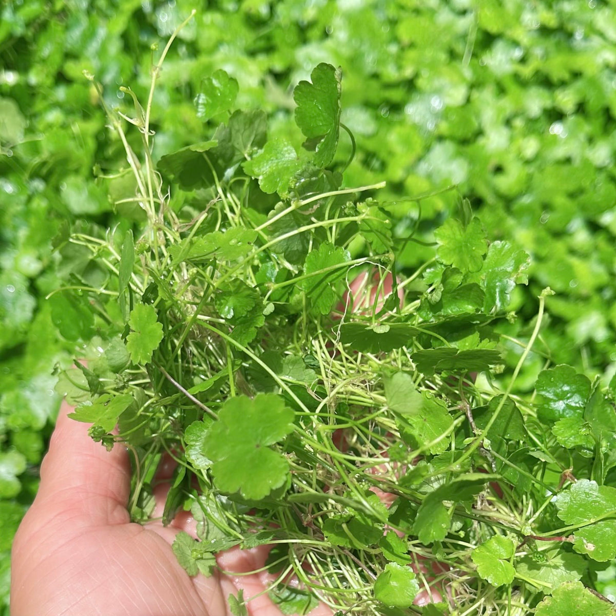 15+ Stems Hydrocotyle Tripartita buy 2 get 1 free