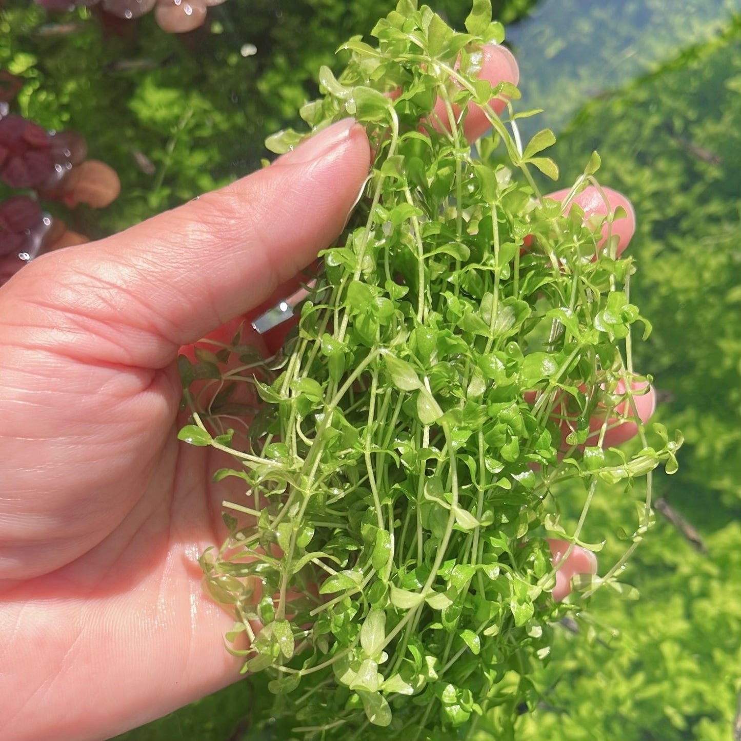 Combo: Ambulia + Guppy Grass+ Anacharis+  Pearl Weed Aquarium Plant BUY2GET1FREE