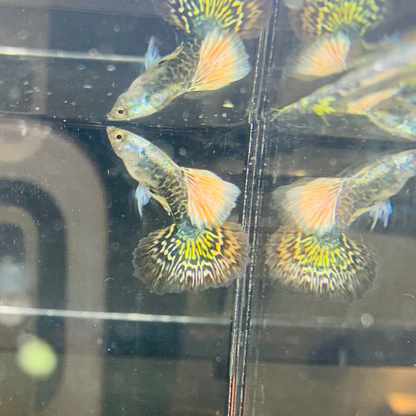 1 pair red dragon bds guppy live guppy fish