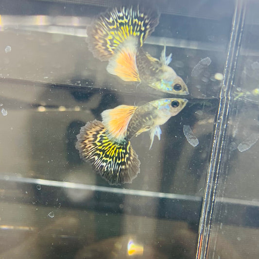 1 pair red dragon bds guppy live guppy fish