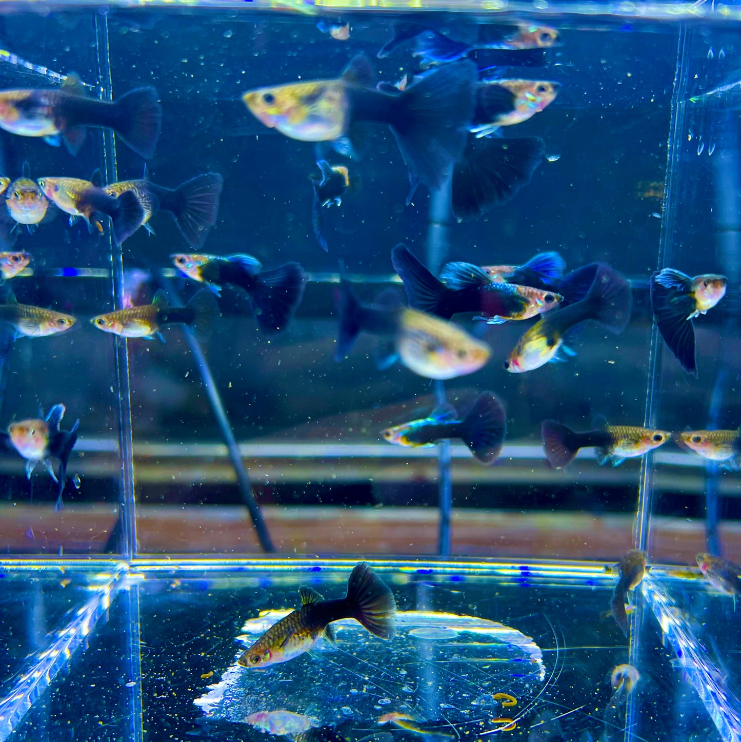 1 pair HB blue guppy fish