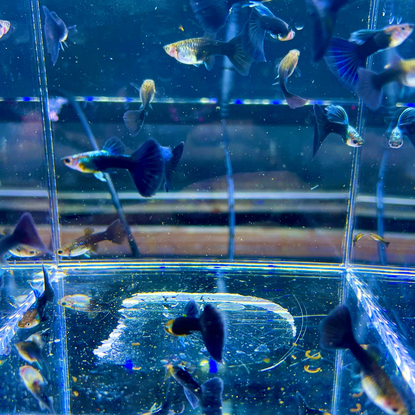 1 pair HB blue guppy fish