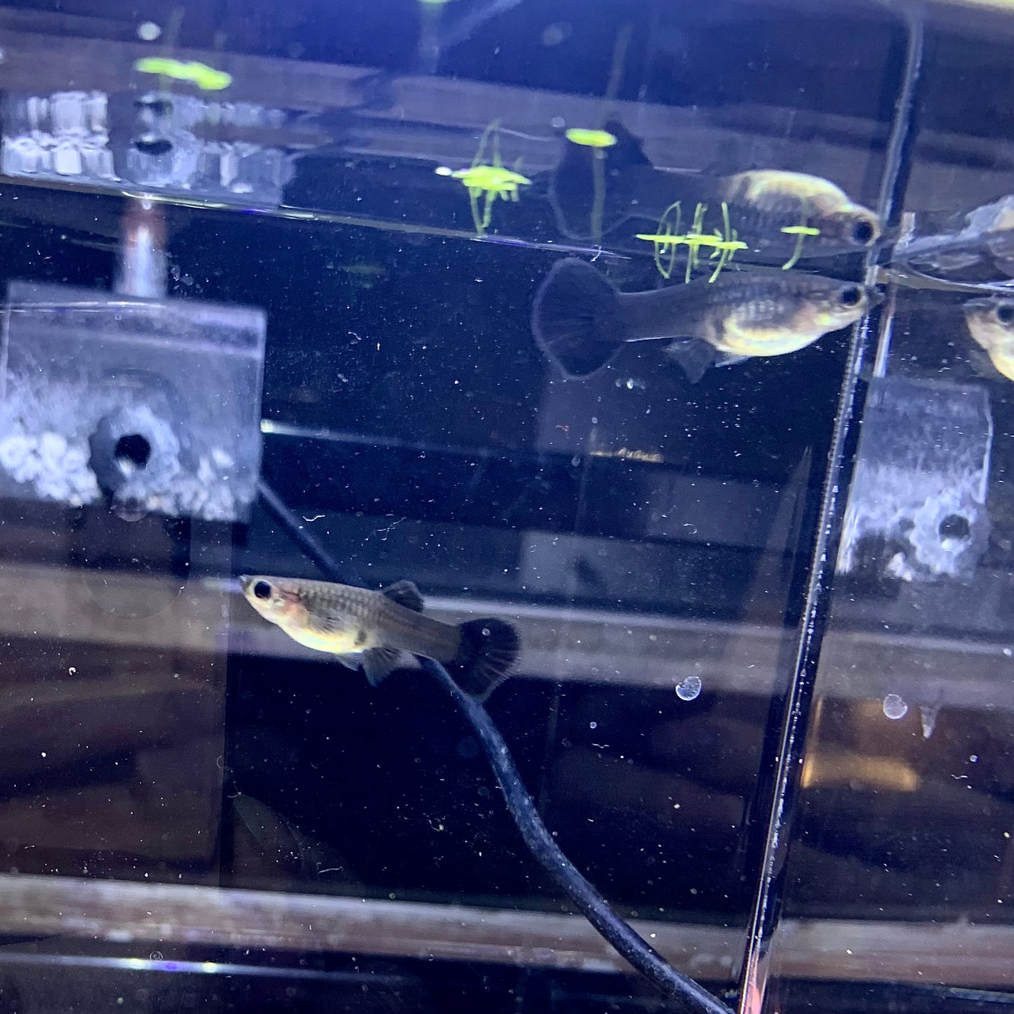 1 pair full black Moscow guppy