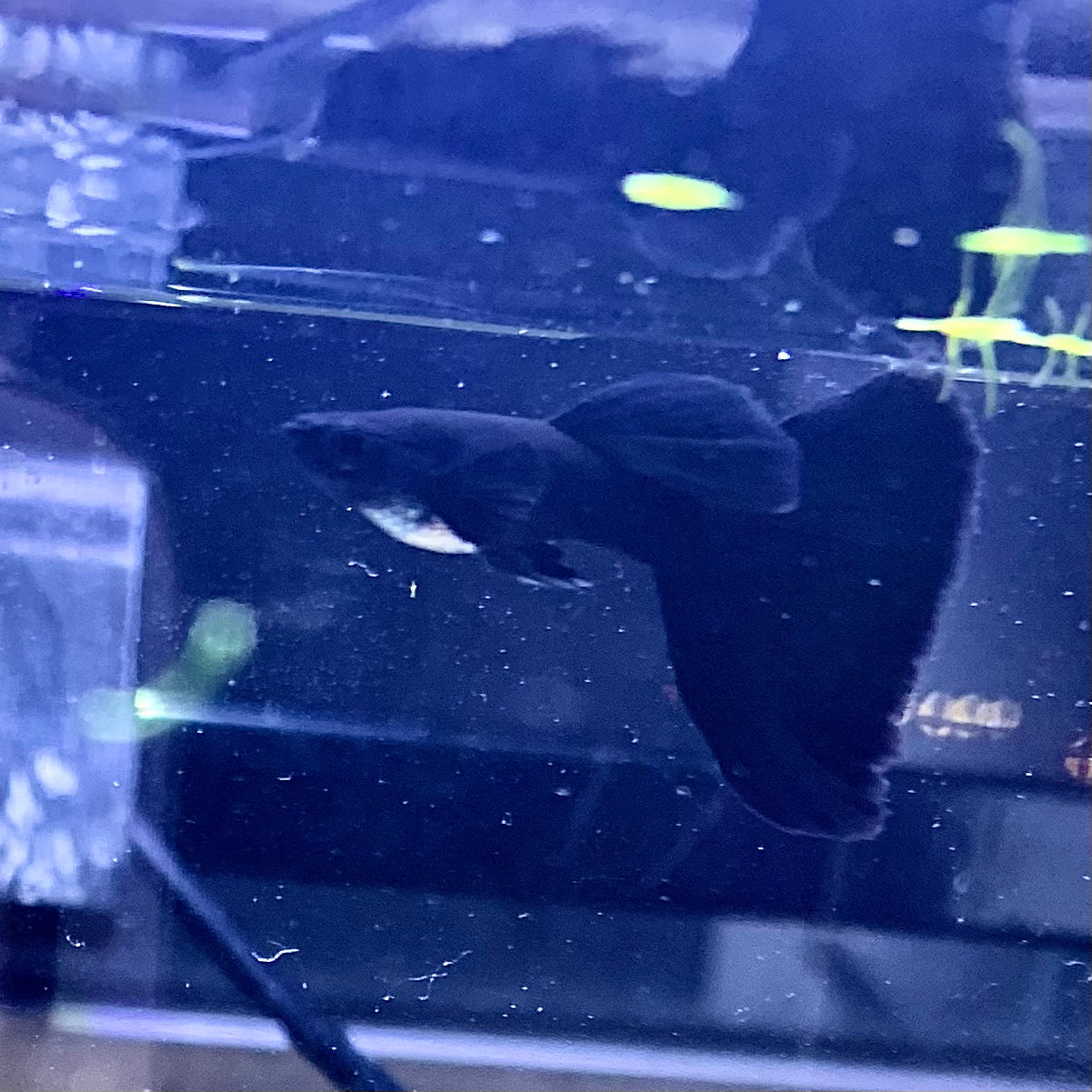 1 pair full black Moscow guppy